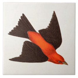 ヴィンテージの19世紀の深紅フウキンチョウ族の鳥の鳴き鳥の鳥 タイル