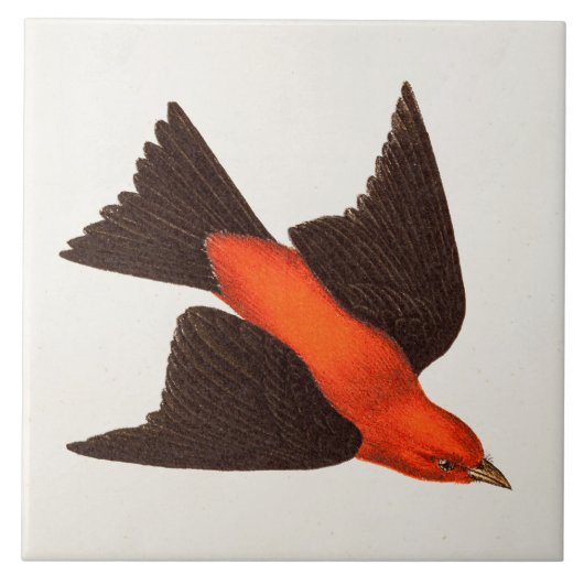 ヴィンテージの19世紀の深紅フウキンチョウ族の鳥の鳴き鳥の鳥 タイル (正面)