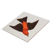 ヴィンテージの19世紀の深紅フウキンチョウ族の鳥の鳴き鳥の鳥 タイル (側面)