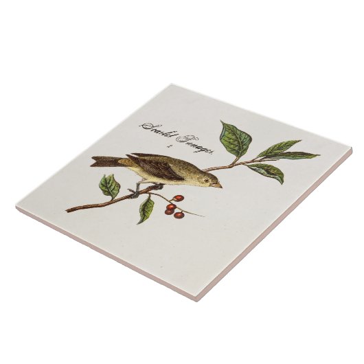 ヴィンテージの19世紀の深紅フウキンチョウ族の鳥の鳴き鳥の鳥 タイル (側面)