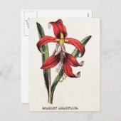 ヴィンテージの19世紀の赤いクリスマスのアマリリスの花の植物相 シーズンポストカード (正面/裏面)