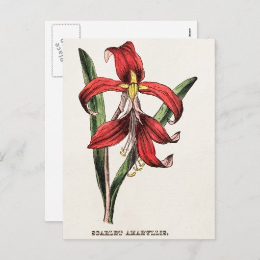 ヴィンテージの19世紀の赤いクリスマスのアマリリスの花の植物相 シーズンポストカード (正面/裏面)