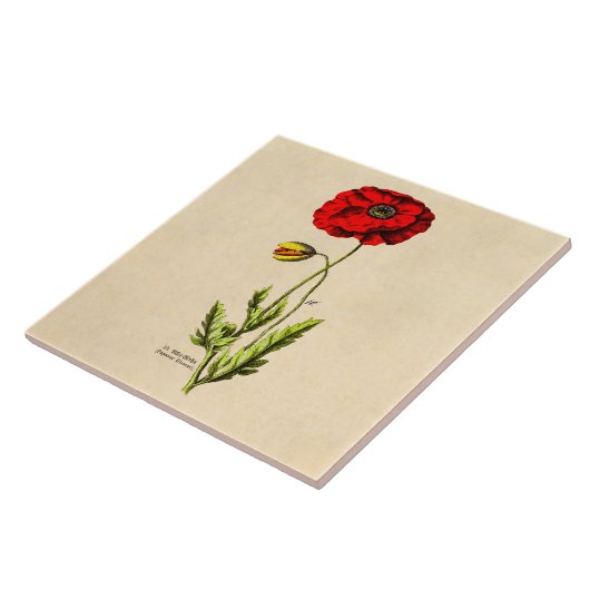 ヴィンテージの19世紀の赤いケシの野生花の花柄のケシ タイル (側面)