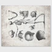 ヴィンテージの19世紀の骨組旧式な解剖学の骨組 ラッピングペーパー (フラット)