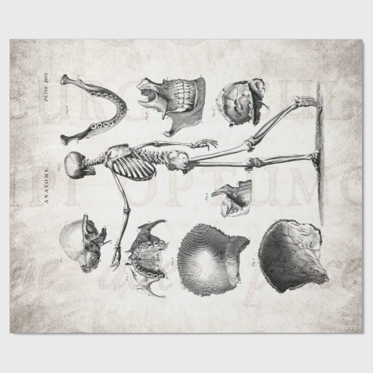 ヴィンテージの19世紀の骨組旧式な解剖学の骨組 ラッピングペーパー (フラット)
