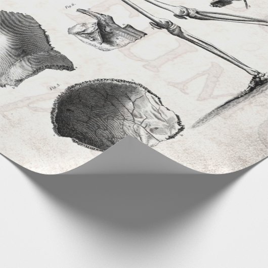 ヴィンテージの19世紀の骨組旧式な解剖学の骨組 ラッピングペーパー (角)