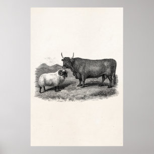 ヴィンテージの19世紀のBullのヒツジのイラストレーションのレトロの農場 ポスター