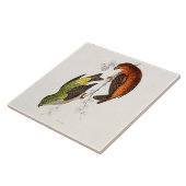 ヴィンテージの19世紀のCrossbillの鳥のイラストレーションの鳥 タイル (側面)