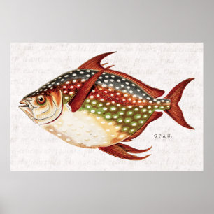 ヴィンテージの19世紀のOpahの熱帯スポーツのな魚のスケッチ ポスター
