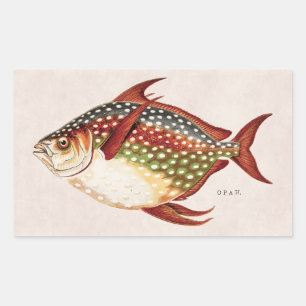 ヴィンテージの19世紀のOpahの熱帯スポーツのな魚のスケッチ 長方形シール