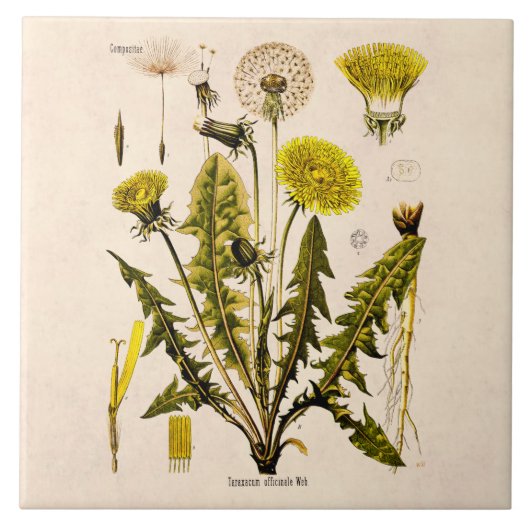 ヴィンテージの19世紀は花柄を播くために行くタンポポを黄色にします タイル (正面)