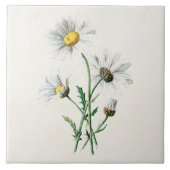 ヴィンテージの1902年のデイジーの古い野生花のイラストレーション タイル (正面)