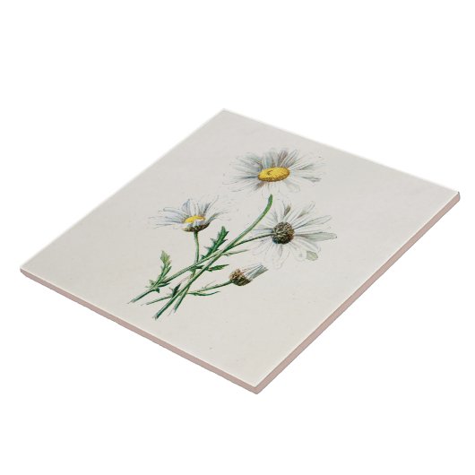 ヴィンテージの1902年のデイジーの古い野生花のイラストレーション タイル (側面)