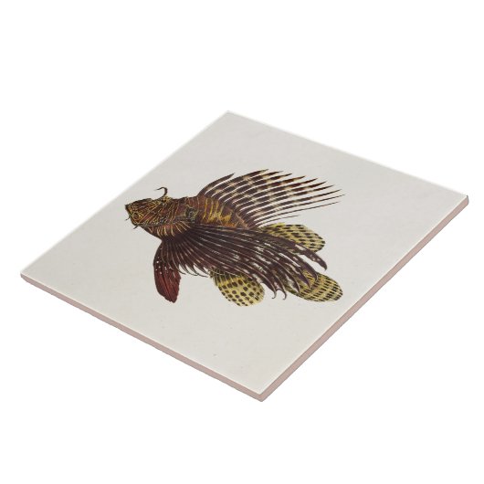 ヴィンテージの1905年のミノカサゴのカサゴのレトロのライオンの魚 タイル (側面)