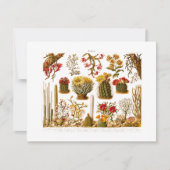 ヴィンテージの1911年のサボテンの花の古い花のイラストレーション カード (正面)