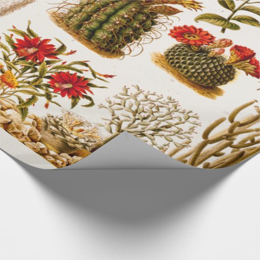 ヴィンテージの1911年のサボテンの花の古い花のイラストレーション ラッピングペーパー (角)