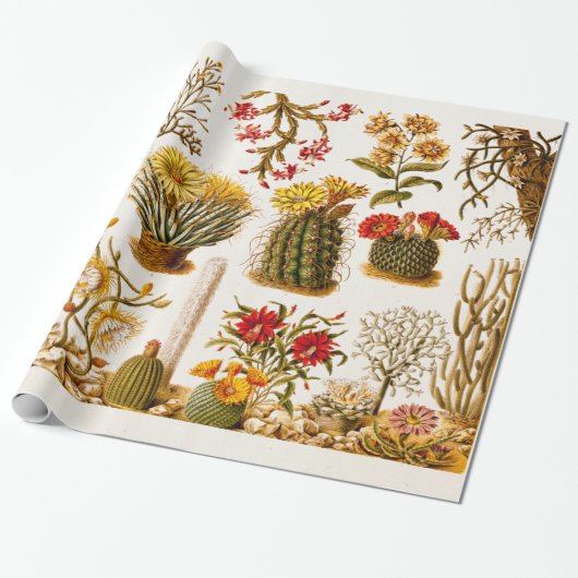 ヴィンテージの1911年のサボテンの花の古い花のイラストレーション ラッピングペーパー (アンロールド)