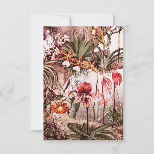 ヴィンテージの1911年の蘭の花の変化のイラストレーション カード (正面)