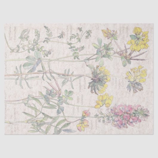 ヴィンテージのBirdsfootの野生の花によってはティッシュペーパーが開花します 薄葉紙 (正面)