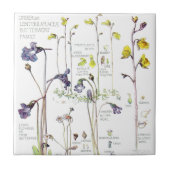 ヴィンテージのButterwortの野生の花によってはタイルが開花します タイル (正面)