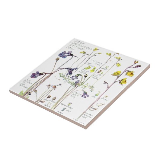 ヴィンテージのButterwortの野生の花によってはタイルが開花します タイル (側面)