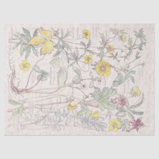 ヴィンテージのCinquefoilの野生の花によってはティッシュペーパーが開花します 薄葉紙 (正面)