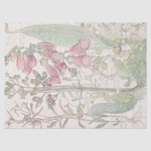 ヴィンテージのFoxgloveの野生の花によってはティッシュペーパーが開花します 薄葉紙 (正面)