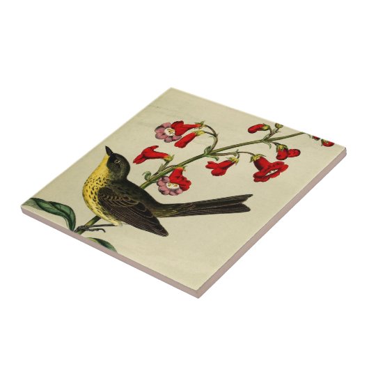 ヴィンテージのKirtlandsのアメリカムシクイの鳥 タイル (側面)