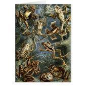 ヴィンテージのToads and Frogs Batracia by Ernst Haeckel (正面)
