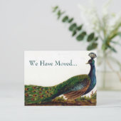 ヴィンテージはがきの孔雀の変更 案内ポストカード (スタンド正面)