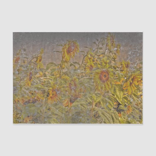 ヴィンテージひまわりフィールド明るい黄動揺して色 薄葉紙 (正面)