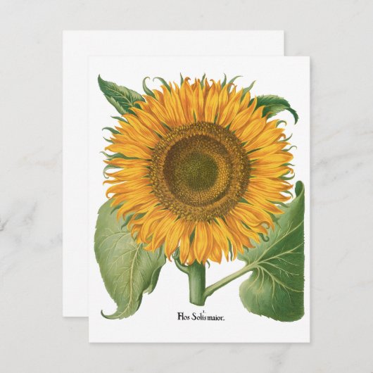 ヴィンテージひまわりフラワーバイバシリウスベスラー (正面/裏面)