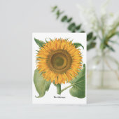 ヴィンテージひまわりフラワーバイバシリウスベスラー ポストカード (スタンド正面)