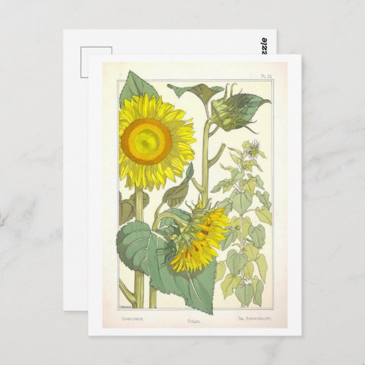 ヴィンテージひまわり植物性イラストレーション ポストカード (正面/裏面)