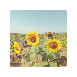 ヴィンテージひまわり メタルプリント