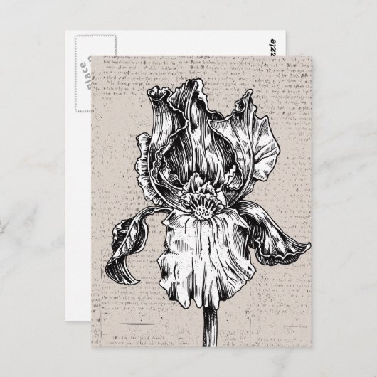 ヴィンテージアイリススケッチ ポストカード (正面/裏面)