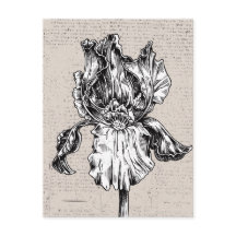 ヴィンテージアイリススケッチ