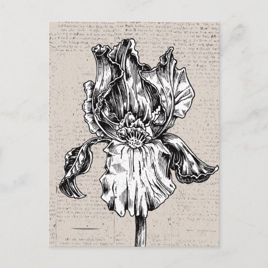 ヴィンテージアイリススケッチ ポストカード (正面)