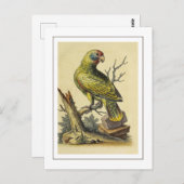 ヴィンテージアカオウオ ポストカード (正面/裏面)