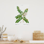 ヴィンテージアカシアイラストレーション ポスター (キッチン)