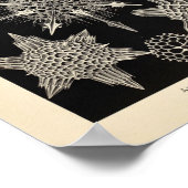 ヴィンテージアカンソフラクタカラーエルンストヘイケルプリント ポスター (角)