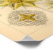 ヴィンテージアカンソメトラカラーエルンストヘッケルプリント ポスター (角)