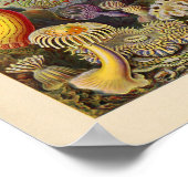 ヴィンテージアクチニアカラーエルンストヘッケルアートプリント ポスター (角)