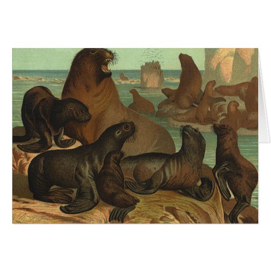 ヴィンテージアシカビーチ海洋生物動物 (正面横)