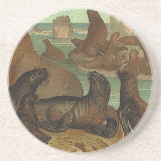 ヴィンテージアシカビーチ海洋生物動物 コースター (正面)