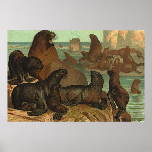 ヴィンテージアシカビーチ海洋生物動物 ポスター (正面)