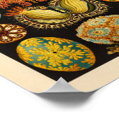 ヴィンテージアシディアカラーエルンストヘッケルアートプリント ポスター (角)