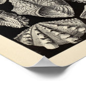 ヴィンテージアセファラエルンストヘッケルアートプリント ポスター (角)