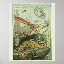 ヴィンテージアドルフィミロプリント軟体動物模様