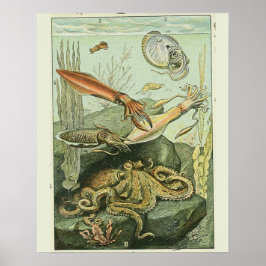 ヴィンテージアドルフィミロプリント軟体動物模様 ポスター